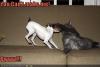 HarsinDog sais